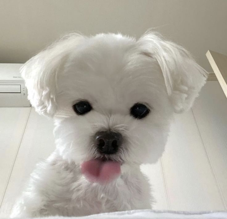 The small white WOOF dog with black eyes, black nose, and pink tongue
